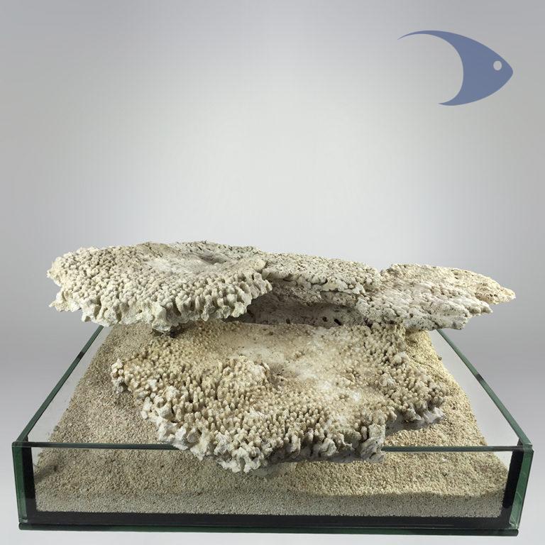 Roca base importada, forma de plato (Fiji shelf) precio por kilogramo